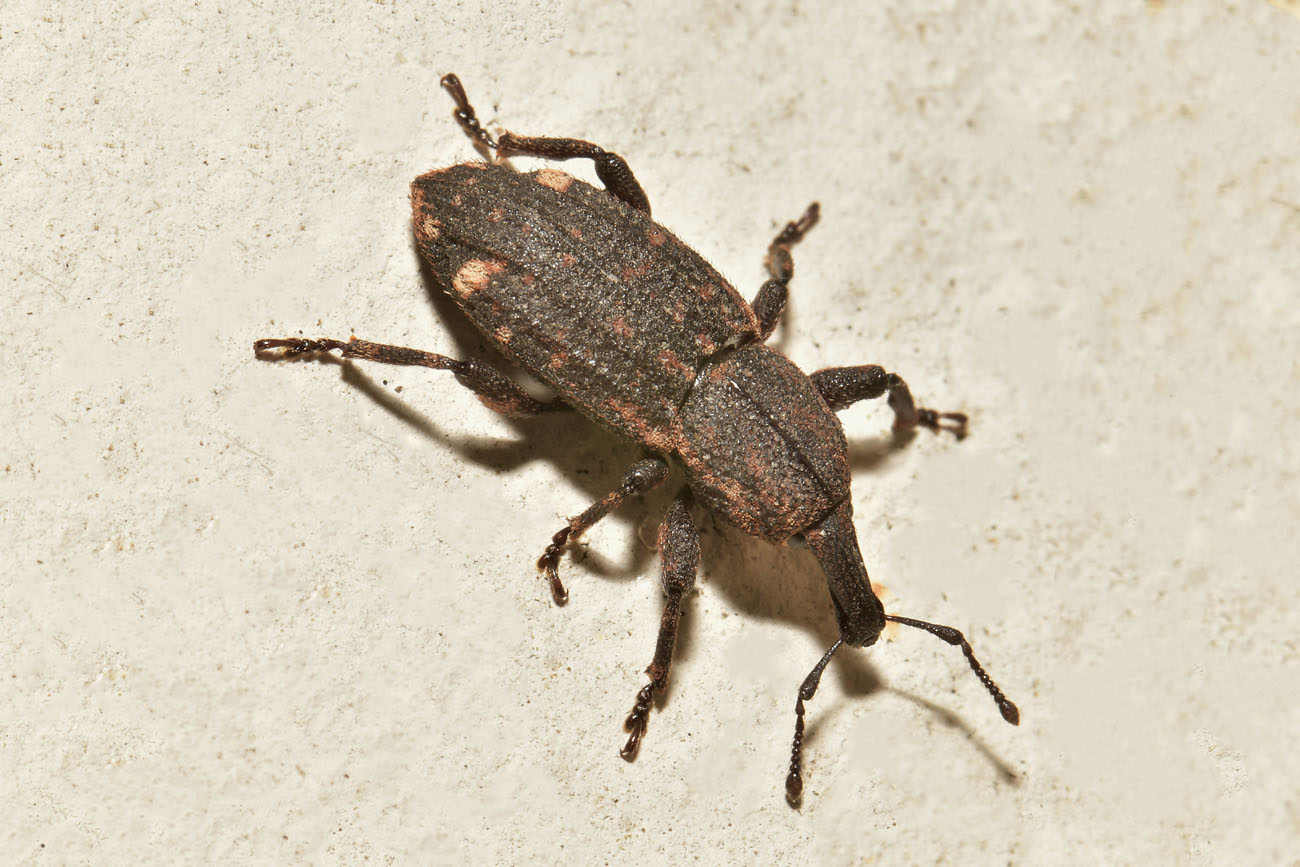 Curculionidae: Neoplinthus sp? S, N. tigratus tigratus